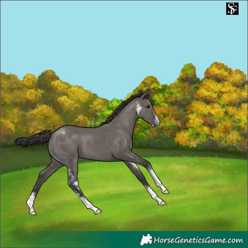 Horse Color:Grullo Sabino Varnish 