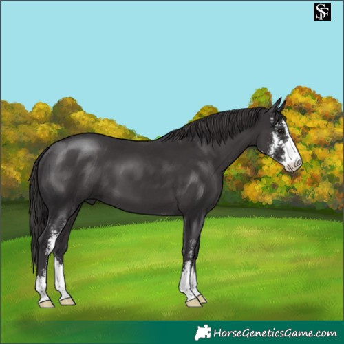 Horse Color:Smoky Black Sabino