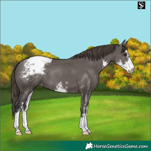 Horse Color:Smoky Grullo Sabino Appaloosa 
