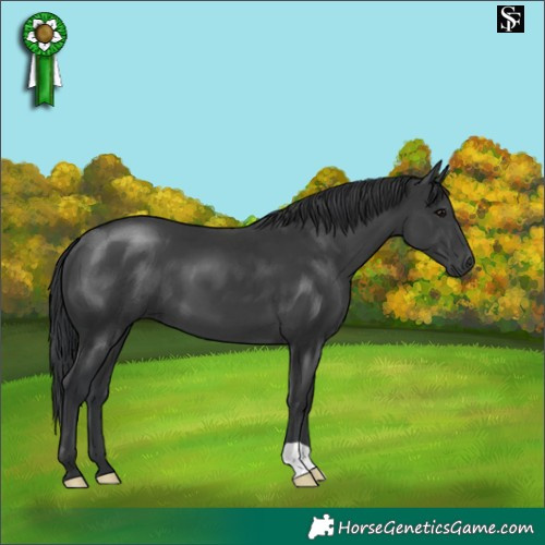 Horse Color:Black 