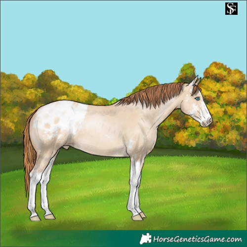 Horse Color:Smoky Grullo Pearl Sabino Appaloosa 