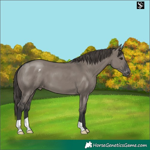 Horse Color:Grullo Appaloosa