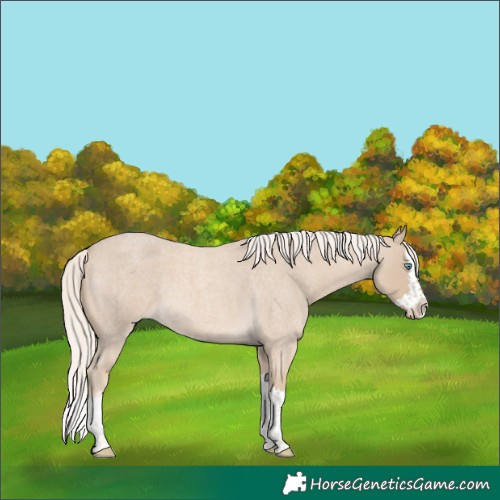 Horse Color:Cremello Roan Splash 