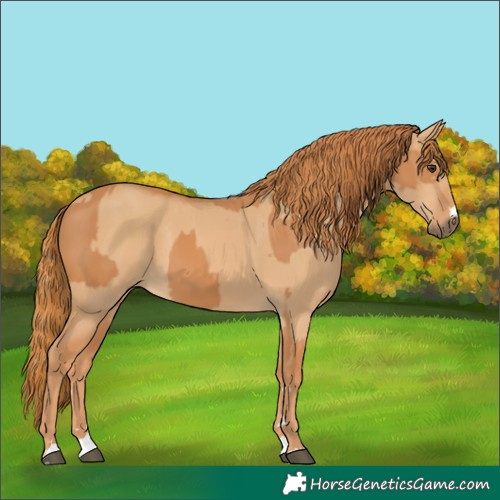 Horse Color:Chestnut  and Red Dun 