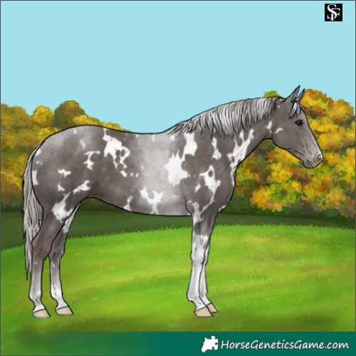 Horse Color:White Spotted Silver Black Tobiano