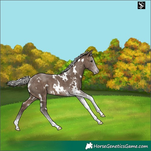 Horse Color:White Spotted Silver Brown Dun Tobiano 