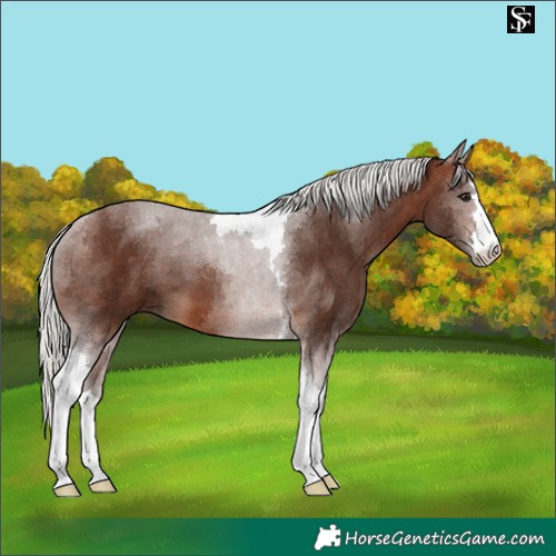 Horse Color:Silver Brown Tobiano 