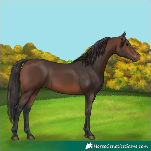 Horse Color:Brown 