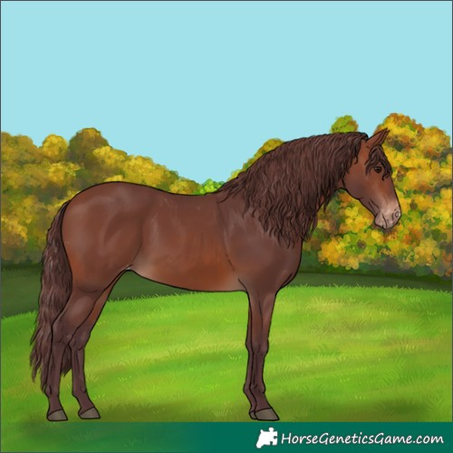 Horse Color:Chocolate Brown Skewed Appaloosa