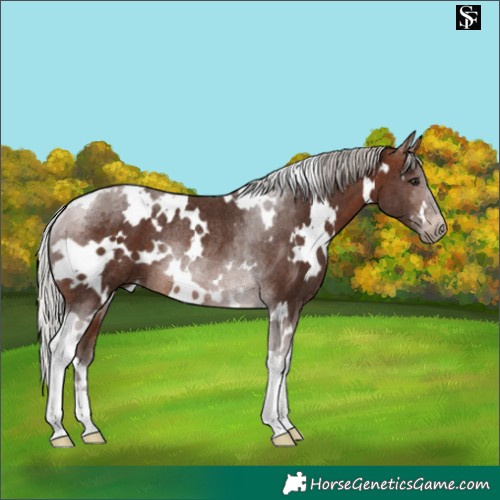 Horse Color:White Spotted Silver Brown Tobiano Rabicano