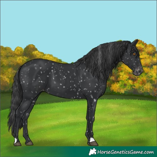 Horse Color:Black Skewed Appaloosa 