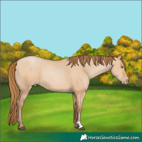 Horse Color:Bay Pearl Dun