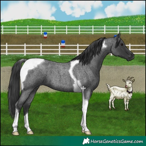 Horse Color:Blue Roan Tobiano 