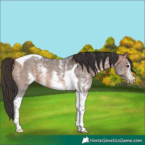 Horse Color:Bay Sabino Tobiano