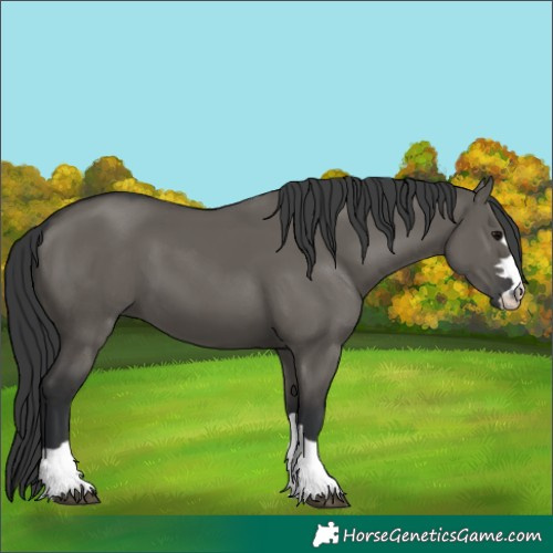 Horse Color:Grullo 