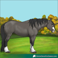 Horse Color:Grullo