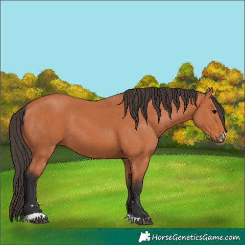 Horse Color:Bay 