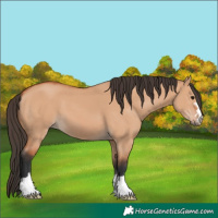 Horse Color:Bay Dun