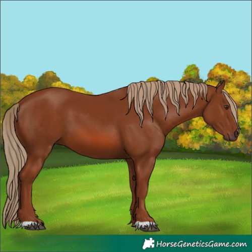 Horse Color:Chestnut 