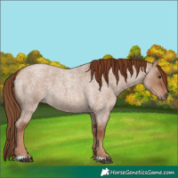 Horse Color:Red Dun Roan 