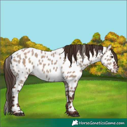 Horse Color:Liver Red Dun Appaloosa 