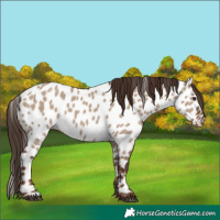 Horse Color:Liver Red Dun Appaloosa