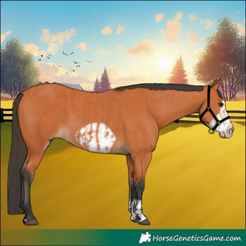 Horse Color:Bay  and Bay Frame 