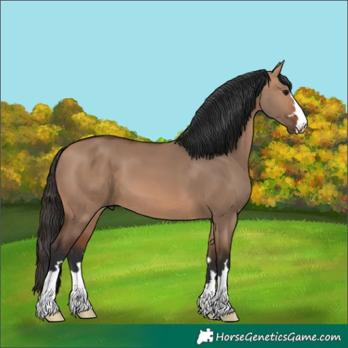 Horse Color:Bay Dun 