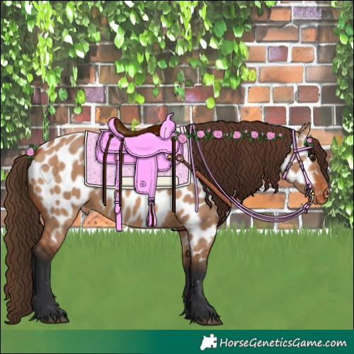 Horse Color:Bay Dun Appaloosa