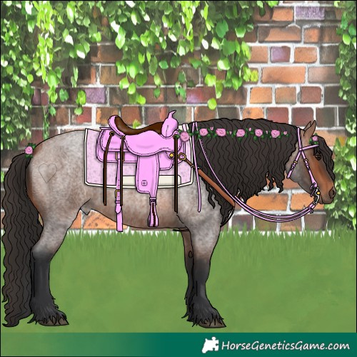 Horse Color:Bay Roan 