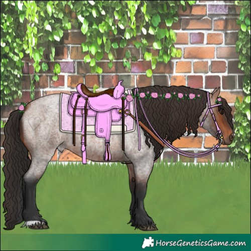 Horse Color:Bay Roan 