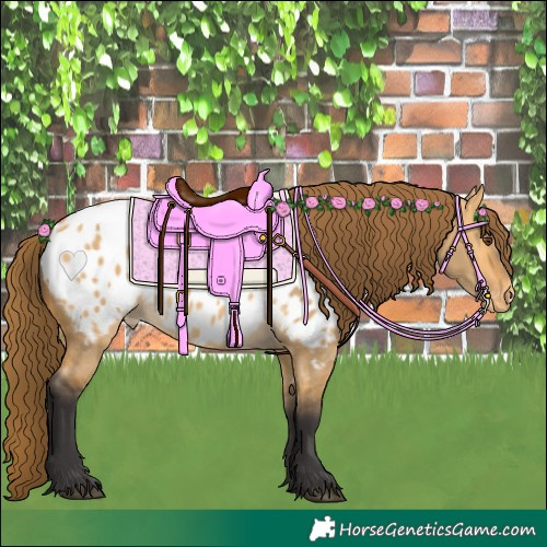 Horse Color:Buckskin Dun Appaloosa