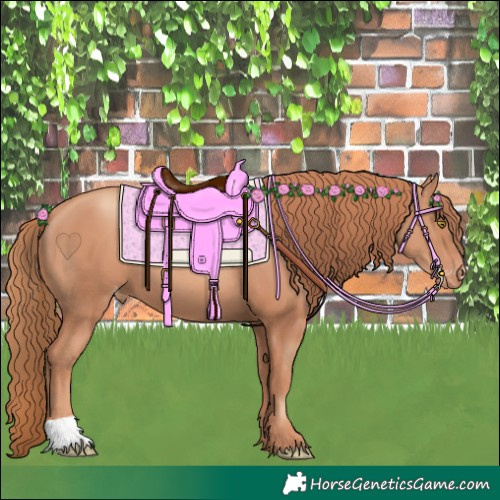 Horse Color:Gold Champagne Appaloosa 