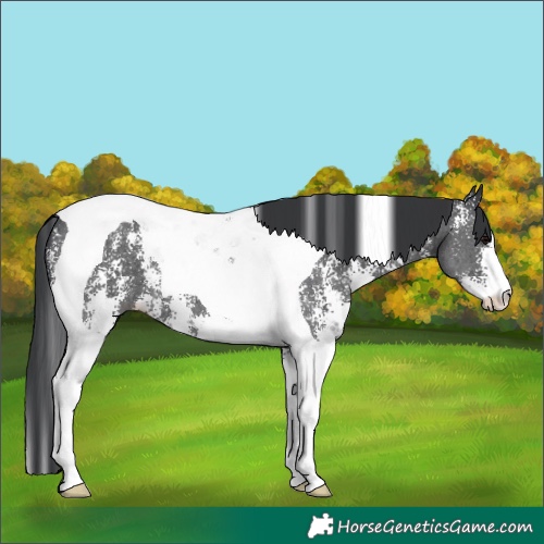 Horse Color:Black Sabino Tobiano 