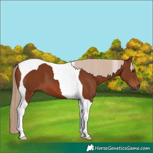 Horse Color:Chestnut Tobiano