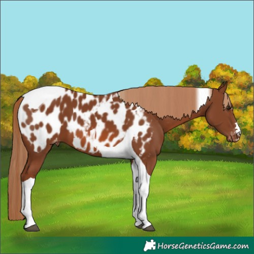 Horse Color:Chestnut Tobiano Appaloosa 