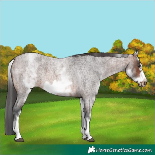 Horse Color:White Spotted Brown Roan Frame