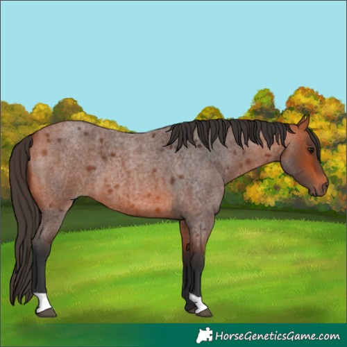 Horse Color:Bay Roan 