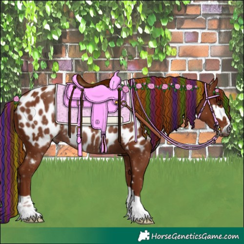 Horse Color:Gray Painted Chestnut Appaloosa 