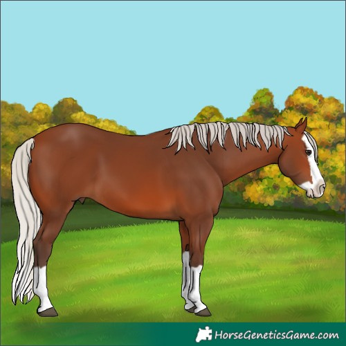 Horse Color:Silver Brown Splash 