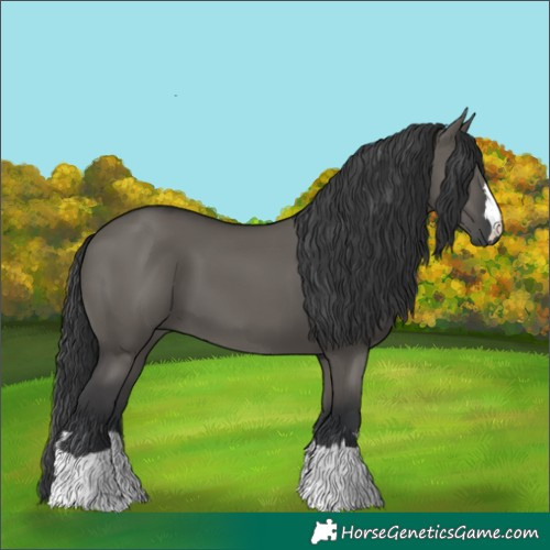 Horse Color:Grullo 
