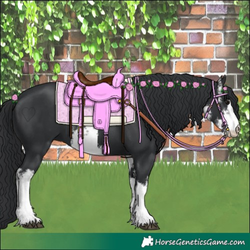Horse Color:White Spotted Black 