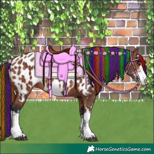 Horse Color:Painted White Spotted Bay Appaloosa