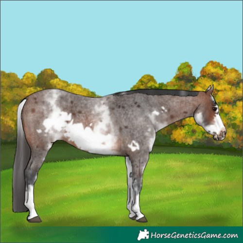 Horse Color:White Spotted Brown Roan Frame 
