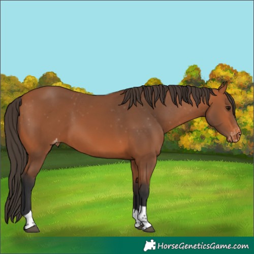 Horse Color:Bay Tobiano Skewed Appaloosa 