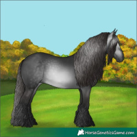 Horse Color:Gray White Spotted Liver Chestnut