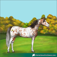 Horse Color:Bay Splash Tobiano Near Leopard and Bay Splash Tobiano Near Leopard