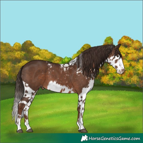 Horse Color:Liver Chestnut Skewed Appaloosa 