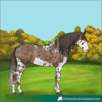 Horse Color:Liver Chestnut Skewed Appaloosa