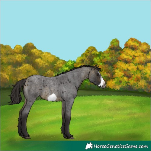 Horse Color:Buckskin Roan Sabino Frame